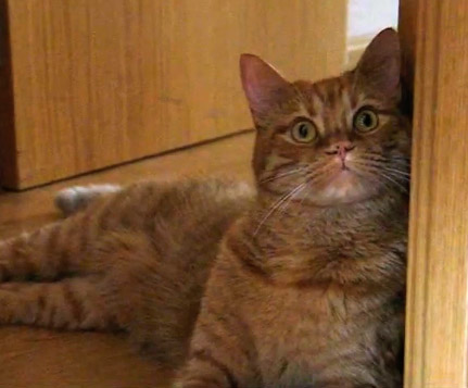 Olsen, The cat